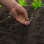 Što saditi u travnju: 5 najotpornijih vrsta povrća za klimatske