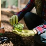 Što saditi u travnju u otvorenom tlu, staklenicima i sadnicama: varalica za ljetne stanovnike Što saditi u travnju u otvorenom tlu, staklenicima i sadnicama: