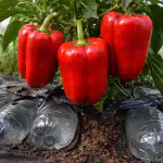 tajna-metoda-proizvodnje-divovske-paprike-u-proljetnom-stakleniku.png