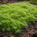 tajna-metoda-sadnje-kopra-za-gusti-tepih-zelenila-u-rano.png