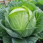 tajna-metoda-sadnje-ogromnih-glavica-kupusa-u-ljetnoj-kucici.png
