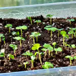 tajna-metoda-uzgoja-sadnica-jagoda-iz-sjemena-bez-ikakvih-muka.png