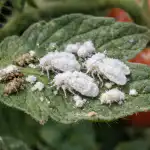 Tajna metoda za uništavanje bjeloušice na rajčicama u proljeće bez grama kemikalija tajna-metoda-za-unistavanje-bjelousice-na-rajcicama-u-proljece-bez.png