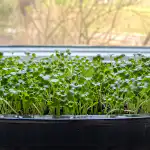 tajna-metoda-za-uzgoj-bujnog-zelenila-na-vasem-prozoru-u.png