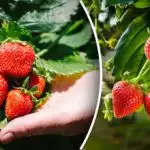 Tajna proljetne sadnje jagoda: kako dobiti bogatu žetvu prvi put