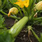 Tajna proljetnih tikvica bez praznih cvjetova i opadanja jajnika tajna-proljetnih-tikvica-bez-praznih-cvjetova-i-opadanja-jajnika.png