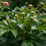 Tajno obrezivanje božura nakon cvatnje za bujne pupoljke sljedeće godine tajno-obrezivanje-bozura-nakon-cvatnje-za-bujne-pupoljke-sljedece-godine.png