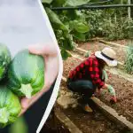 Takvo "susjedstvo" uništit će tikvice u jednoj sezoni: što ne