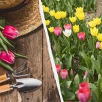 To treba učiniti sada, inače tulipani neće cvjetati: kako i