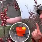 Važno je ne propustiti trenutak: kada tretirati stabla koštičavog voća