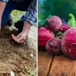 Vrtlari ovo stavljaju u rupu kad sade ciklu: ona raste