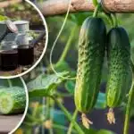 Zaboravite na gorke krastavce: stručnjak je nazvao jednostavno pravilo za