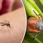 Zaboravite na ugrize: kako ćete se jednim jednostavnim lijekom zaštititi