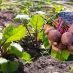 Zajamčena rekordna žetva: kada i kako sijati repu u otvoreno