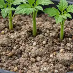 Zašto iskusni vrtlari sade sadnice rajčice u lošem tlu u proljeće? zasto-iskusni-vrtlari-sade-sadnice-rajcice-u-losem-tlu-u.png