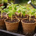 Zašto je najbolje saditi presadnice rajčice u tresetne posude u proljeće za snažnu žetvu? zasto-je-najbolje-saditi-presadnice-rajcice-u-tresetne-posude-u.png