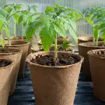 zasto-proljetne-sadnice-rajcice-u-tresetnim-posudama-daju-najsnazniju-zetvu.png