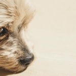 Zašto psi predu prije spavanja: koji se drevni ritual krije u ovom pokretu zasto-psi-predu-prije-spavanja-koji-se-drevni-ritual-krije.jpg