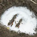 Zašto soda bikarbona djeluje? zasto-soda-bikarbona-djeluje.png