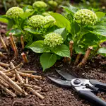 Zašto su škare važnije od gnojiva zasto-su-skare-vaznije-od-gnojiva.png