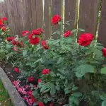 Zašto uzimati reznice ruža u jesen: 9 od 10 sadnica pretvori se u cvjetne grmove zasto-uzimati-reznice-ruza-u-jesen-9-od-10-sadnica.jpg