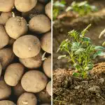 Zašto vaš susjed ima bolji krumpir: jedan trenutak odlučuje o