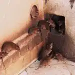 Zbogom glodavci: jednostavan kuhinjski sastojak koji će štakore zauvijek otjerati