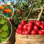 Žetva će se značajno povećati: što je najbolje posaditi oko